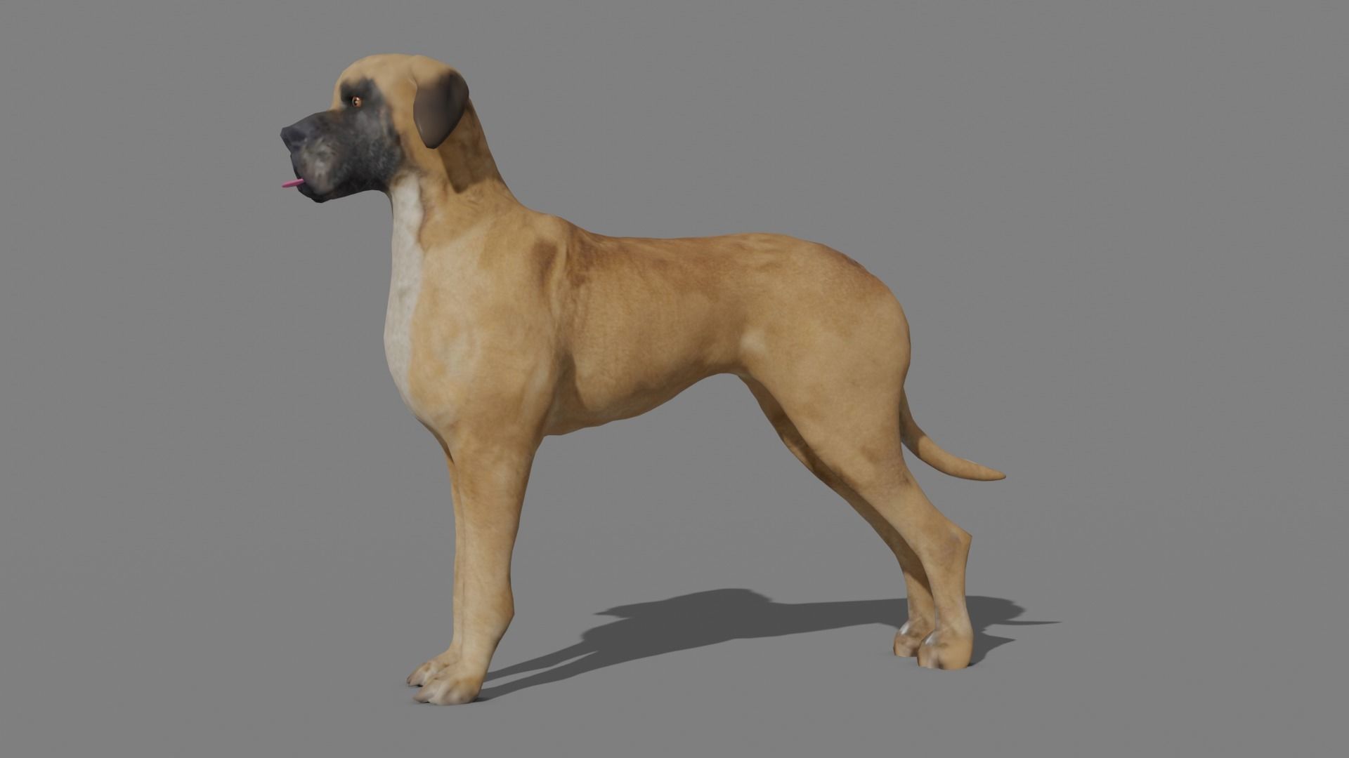 GREAT DANE Low-poly 3D model_5