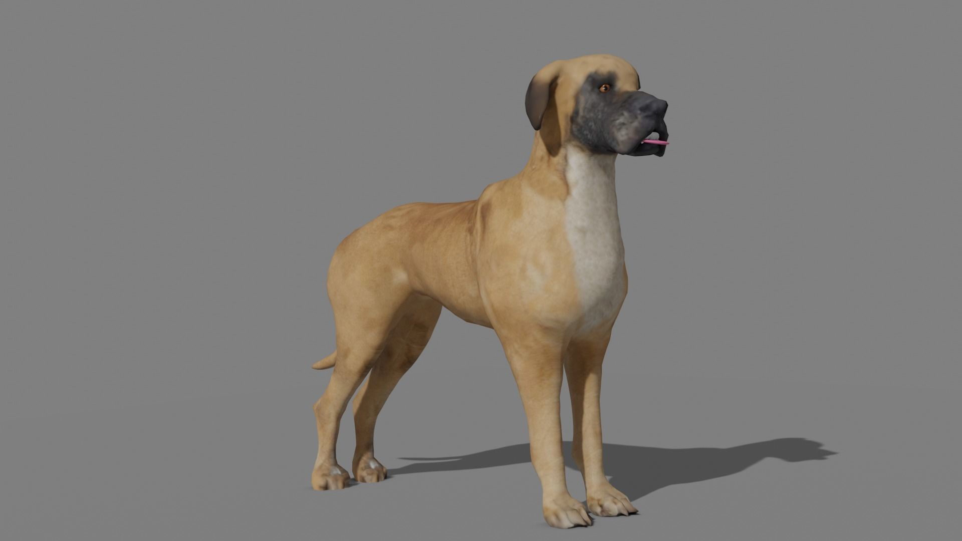 GREAT DANE Low-poly 3D model_19