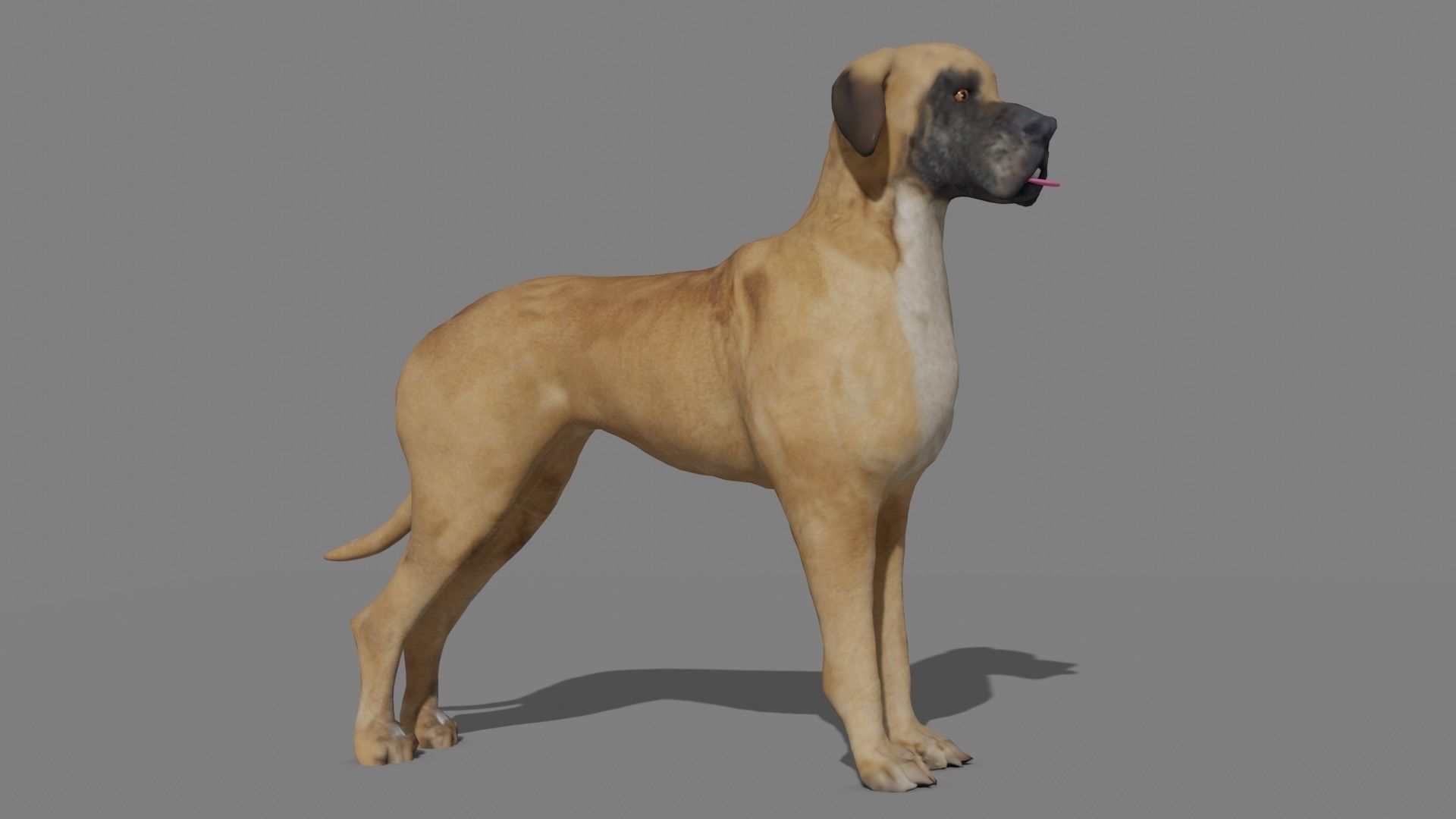 GREAT DANE Low-poly 3D model_2
