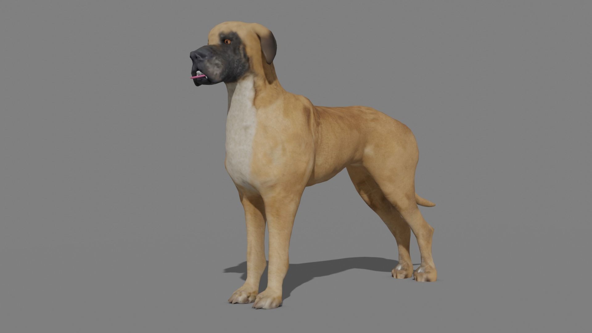 GREAT DANE Low-poly 3D model_12