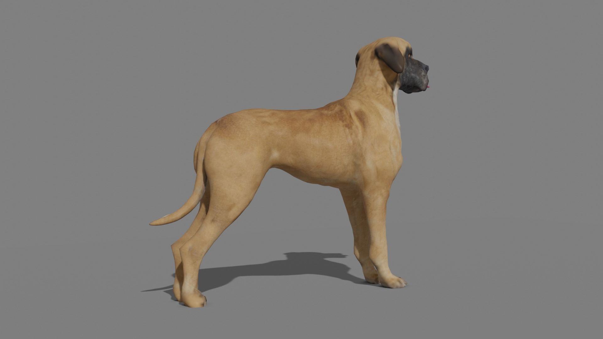 GREAT DANE Low-poly 3D model_22