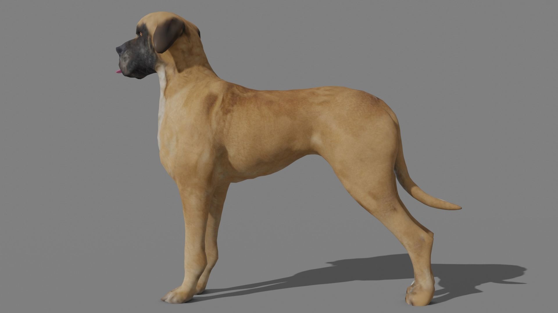 GREAT DANE Low-poly 3D model_11