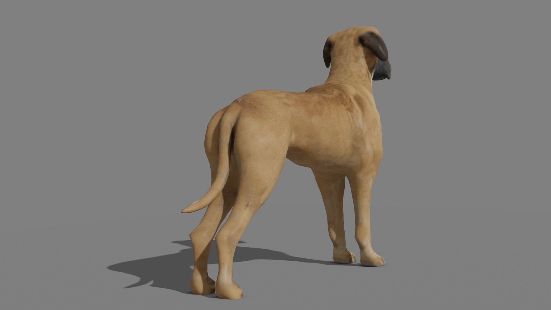 GREAT DANE Low-poly 3D model_15