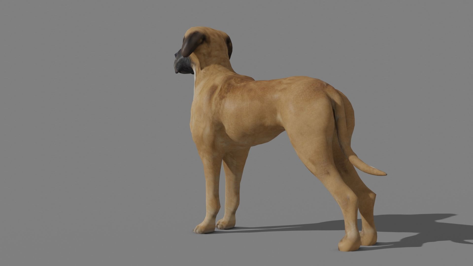 GREAT DANE Low-poly 3D model_10
