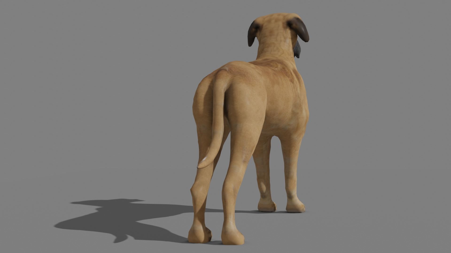 GREAT DANE Low-poly 3D model_6
