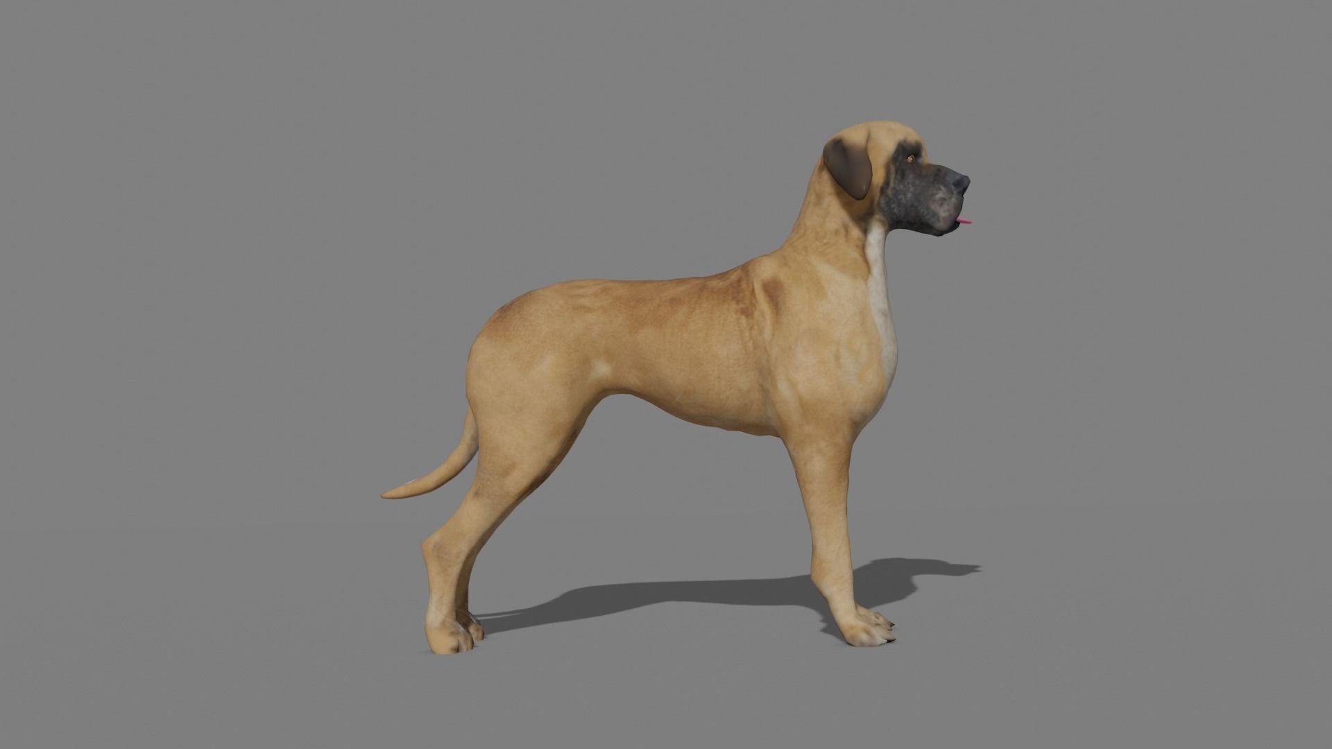 GREAT DANE Low-poly 3D model_21