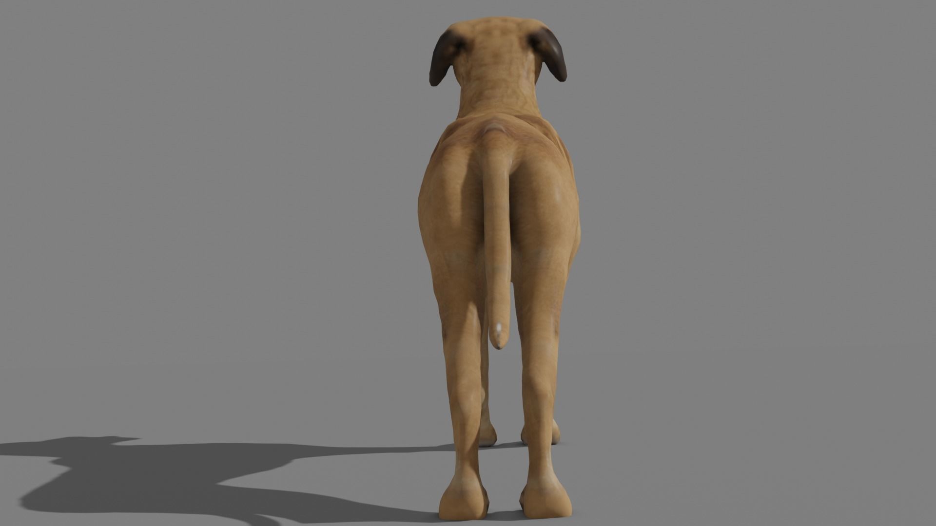 GREAT DANE Low-poly 3D model_7