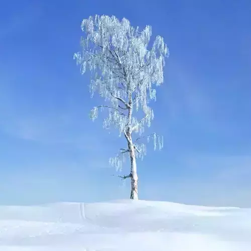 Winter Birch Tree