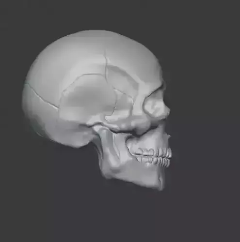Simple skull