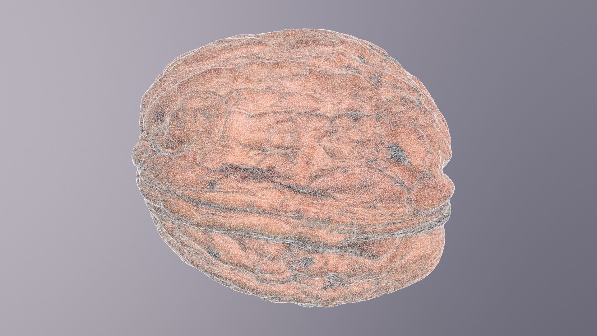Walnut fruit 03 high-poly 3D model_25