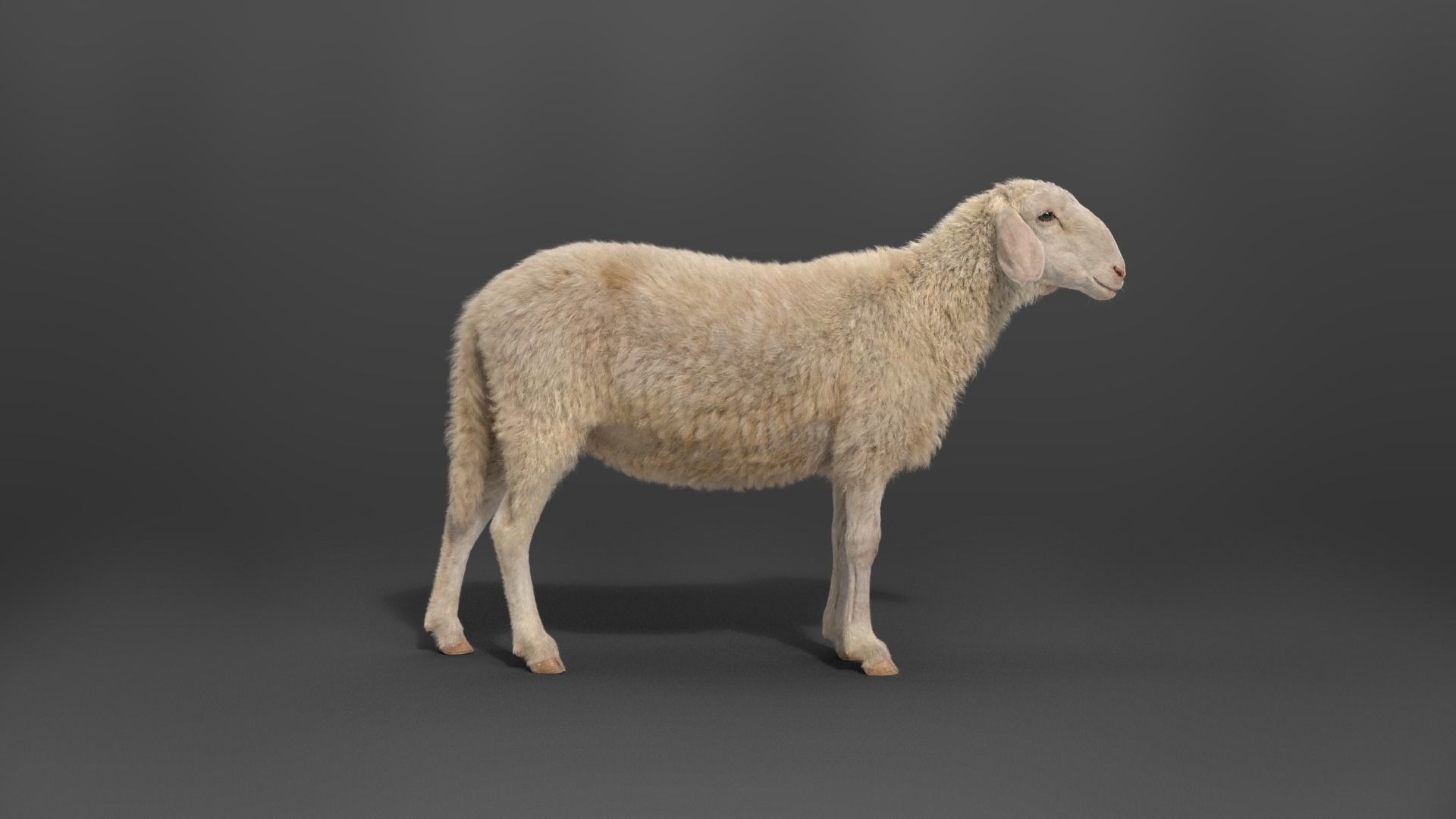 Assaf Sheep Pack Animated  VFX Grace 3D model_44