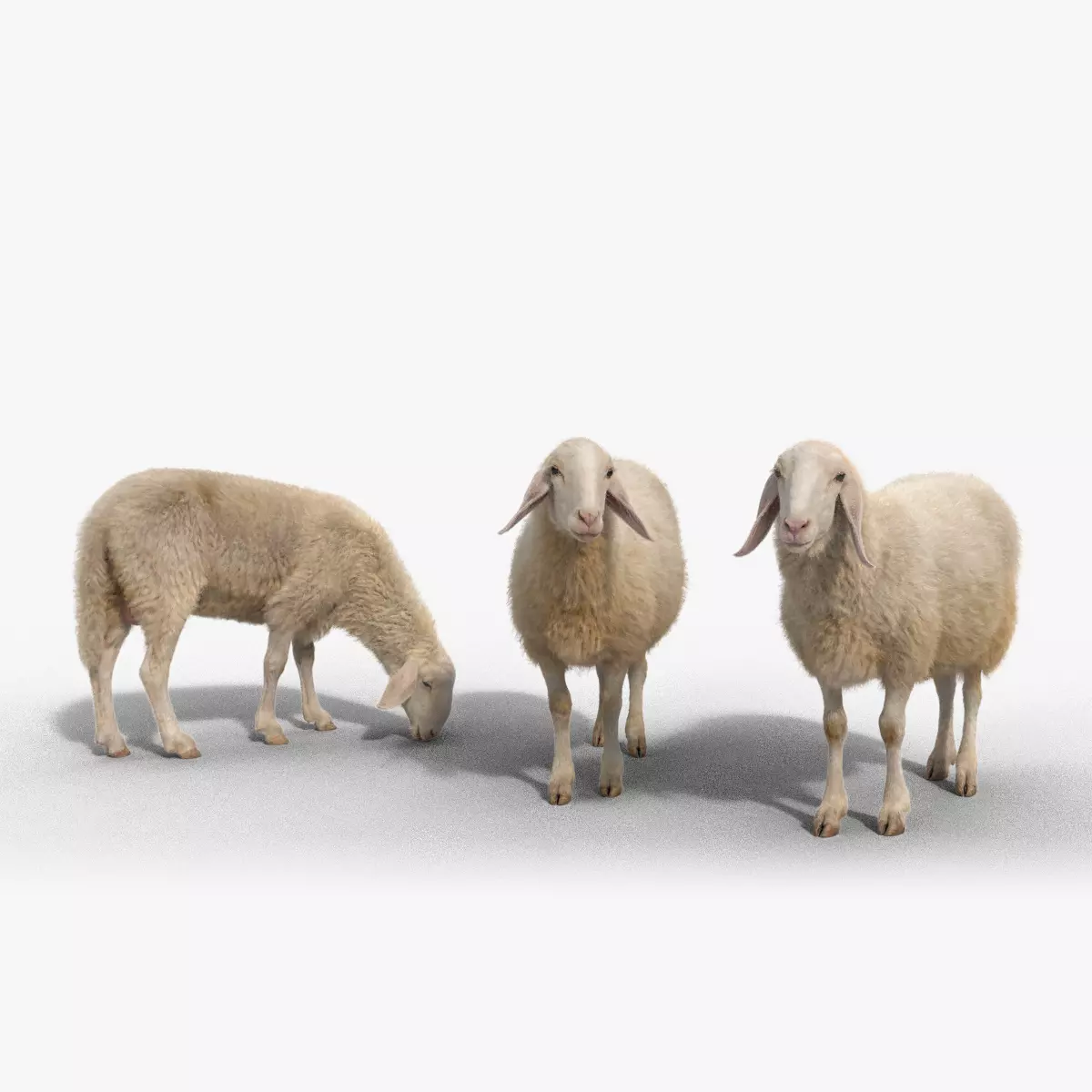 Assaf Sheep Pack Animated  VFX Grace 3D model_0