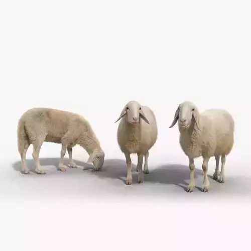 Assaf Sheep Pack Animated  VFX Grace 3D model