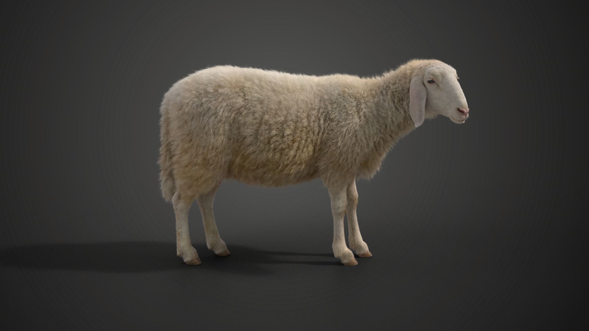 Assaf Sheep Pack Animated  VFX Grace 3D model_9