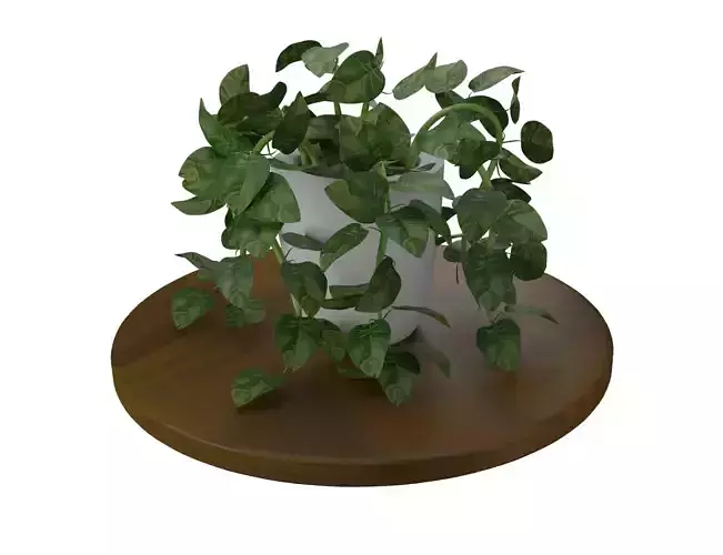 spotted betel 3D Model