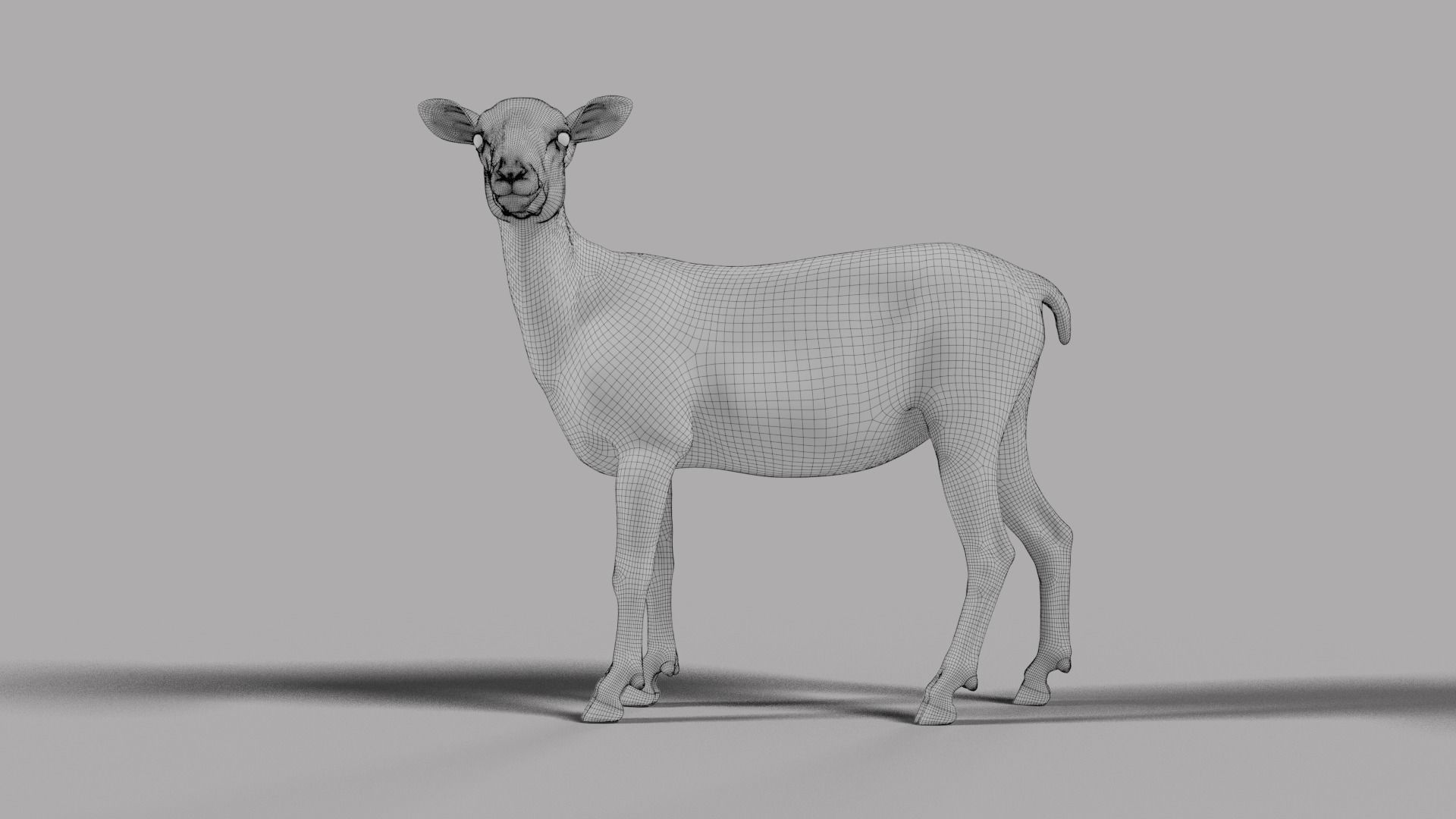 Young Sheep With 5 Animations  VFX Grace 3D model_17