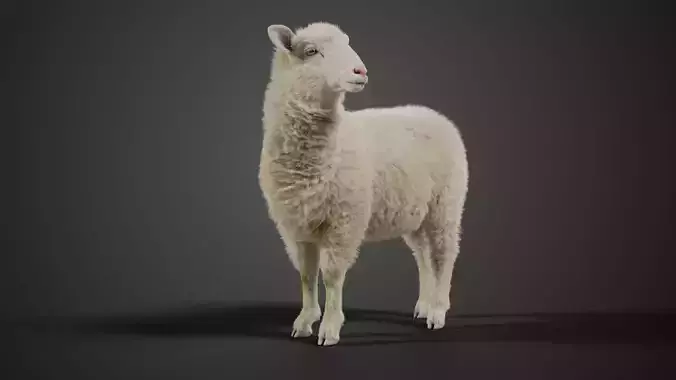 Young Sheep With 5 Animations  VFX Grace 3D model