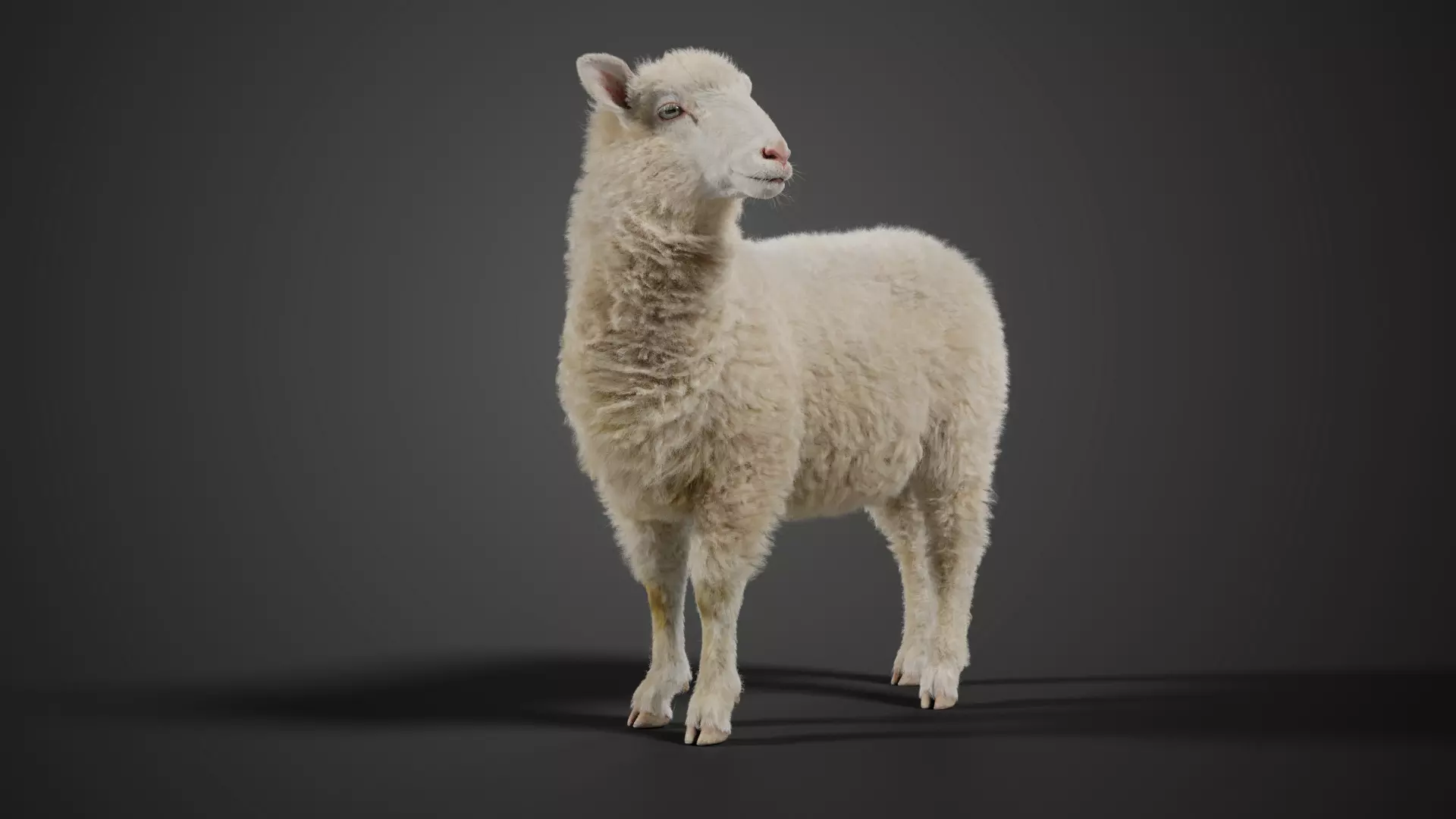 Young Sheep With 5 Animations  VFX Grace 3D model_0