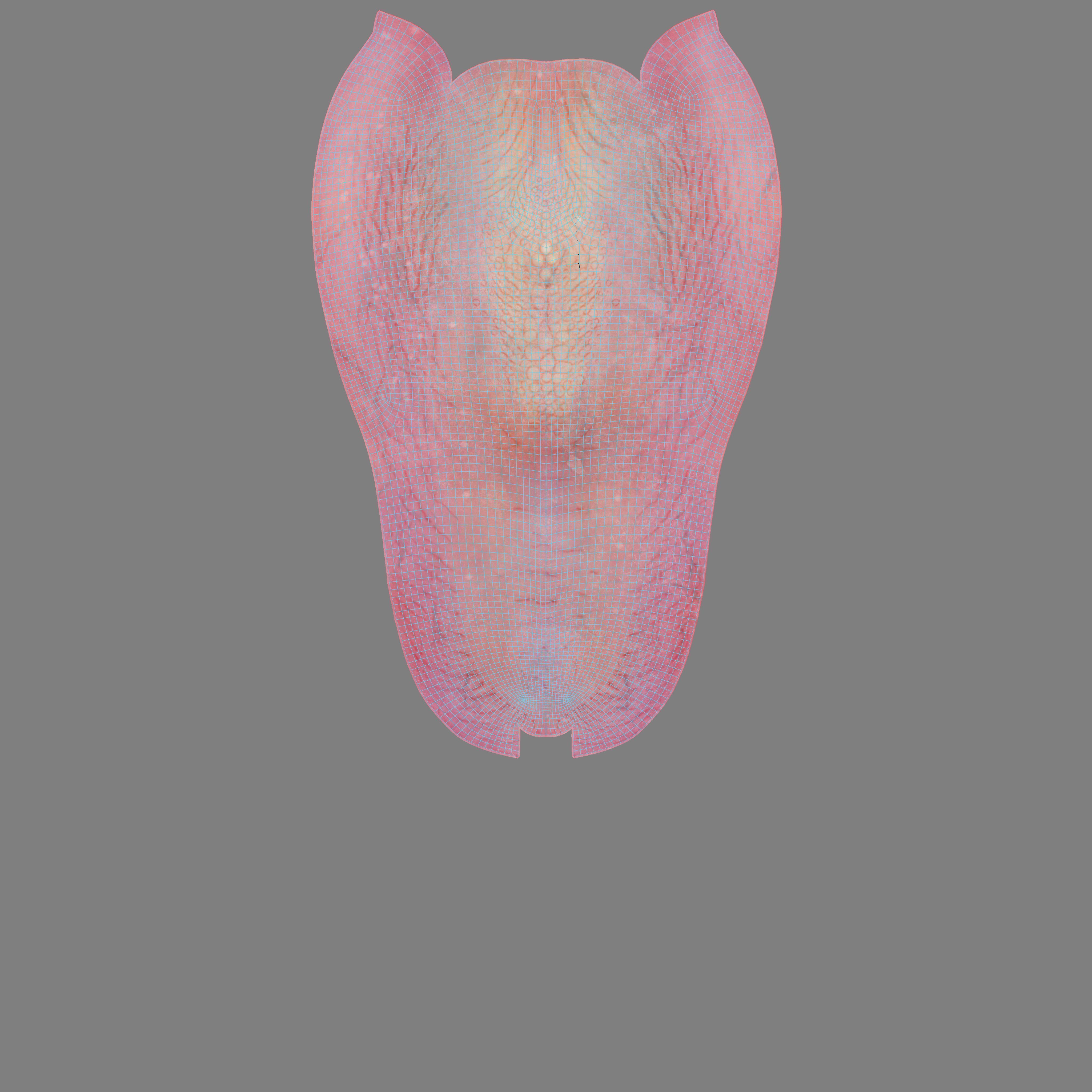 Young Sheep With 5 Animations  VFX Grace 3D model_14