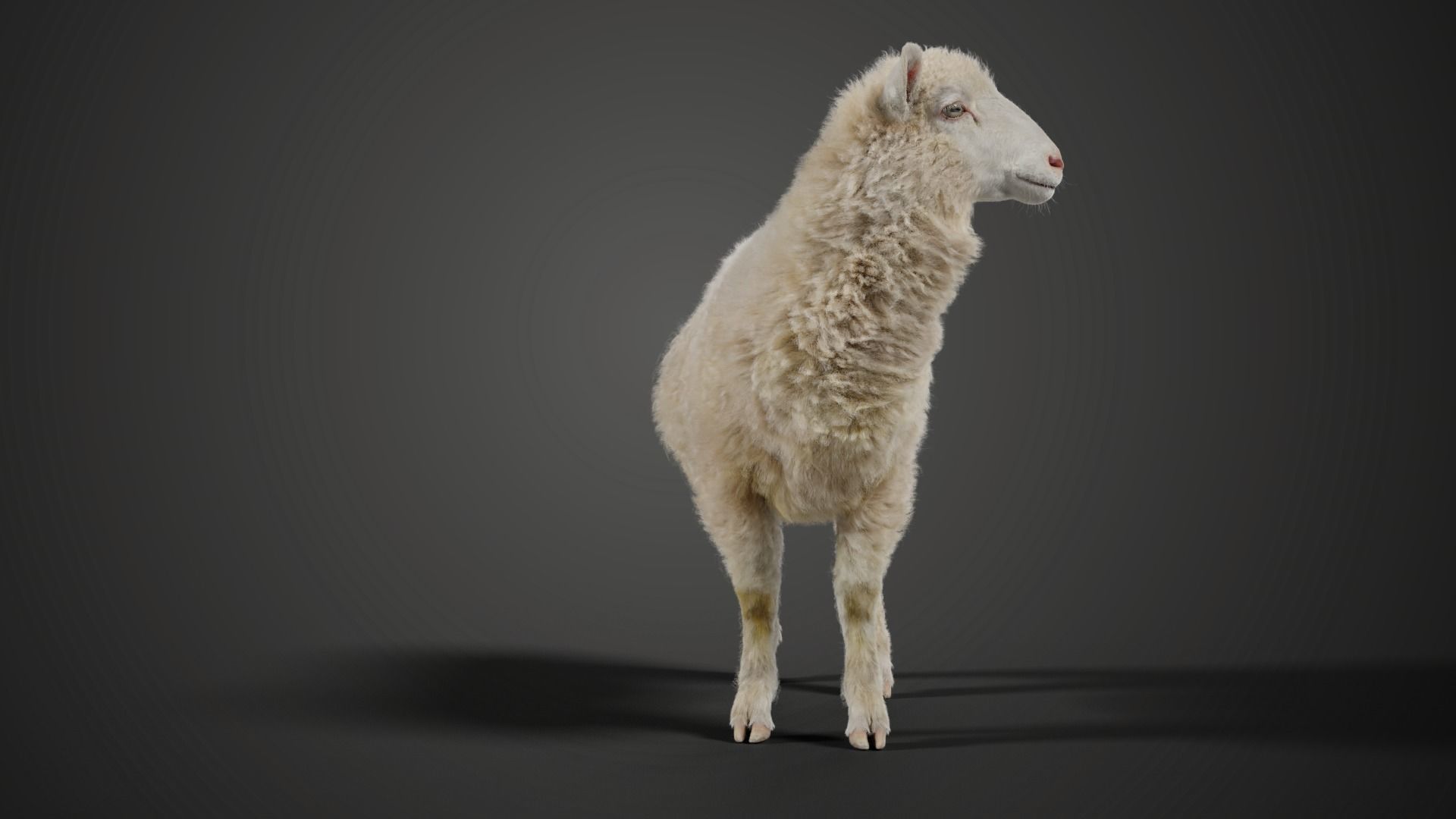 Young Sheep With 5 Animations  VFX Grace 3D model_7