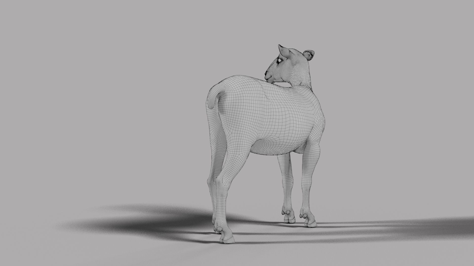 Young Sheep with 1 Animation VFX Grace 3D model_15