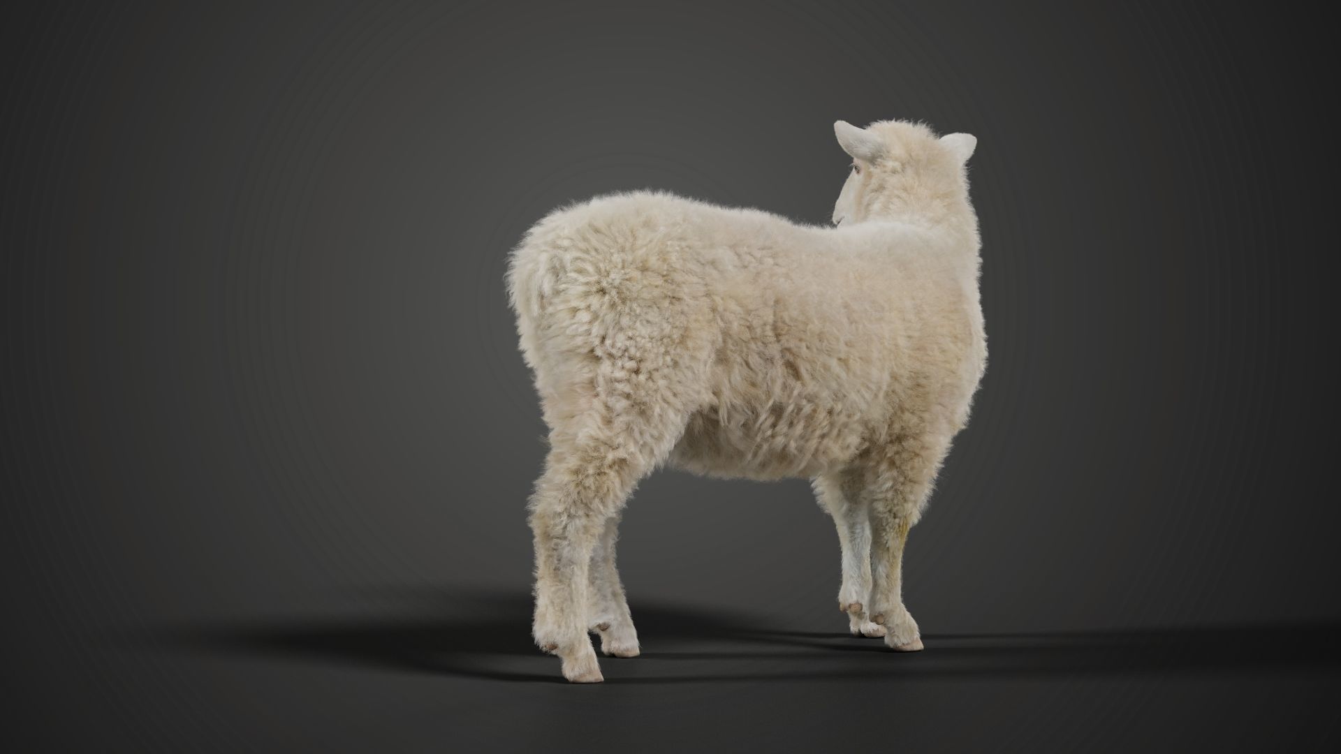 Young Sheep with 1 Animation VFX Grace 3D model_6