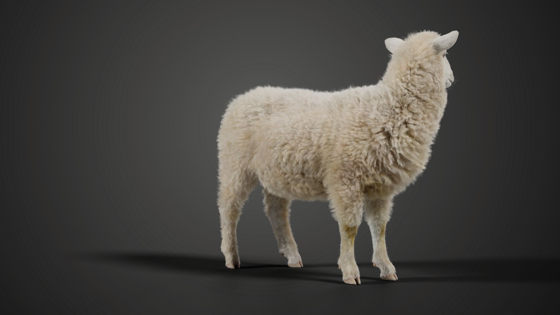 Young Sheep with 1 Animation VFX Grace 3D model_5