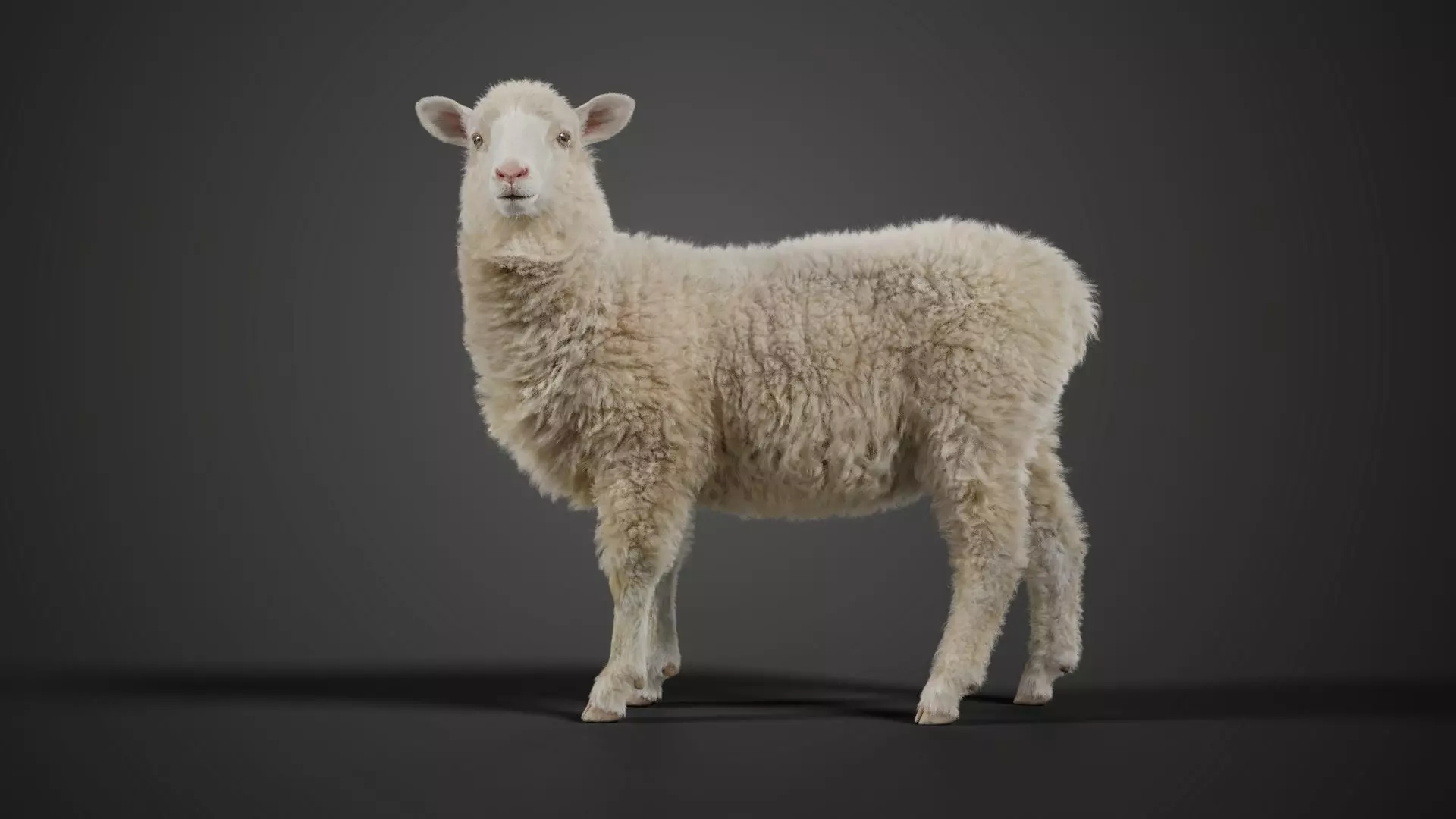 Young Sheep with 1 Animation VFX Grace 3D model_0