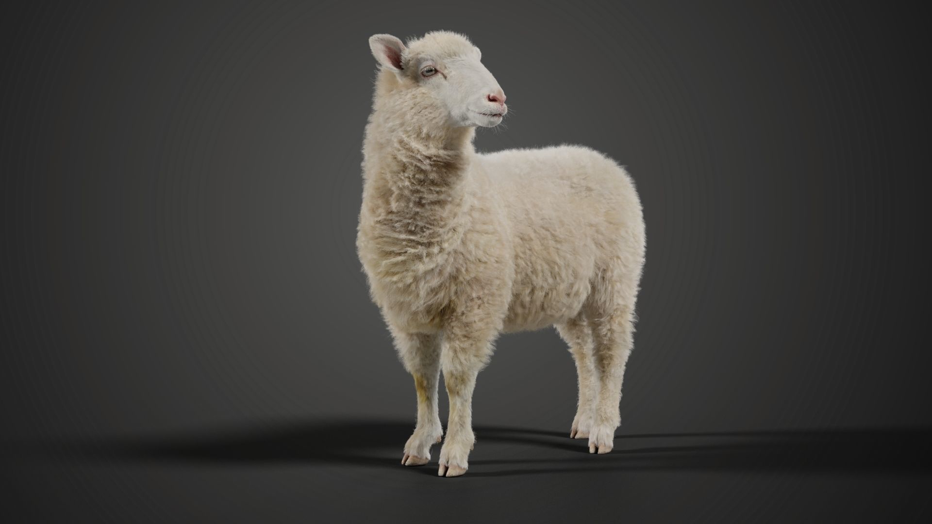 Young Sheep with 1 Animation VFX Grace 3D model_3