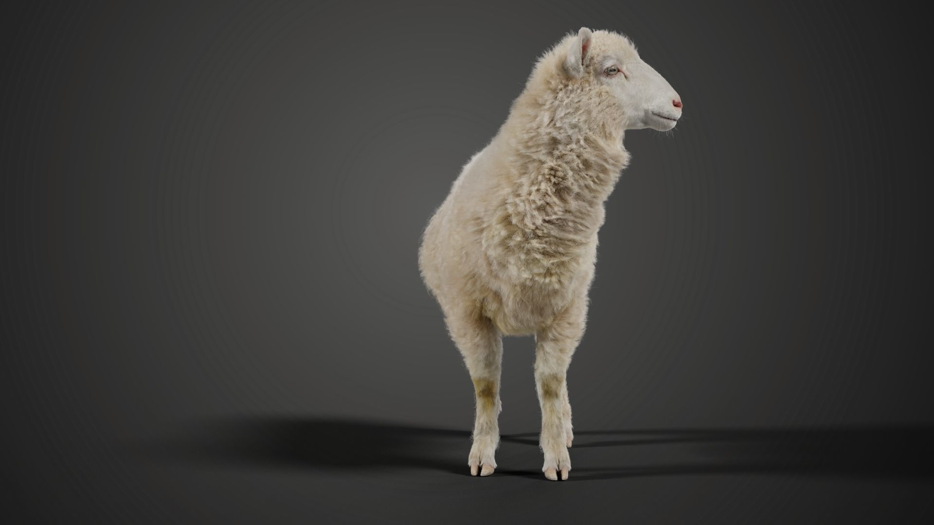 Young Sheep with 1 Animation VFX Grace 3D model_4