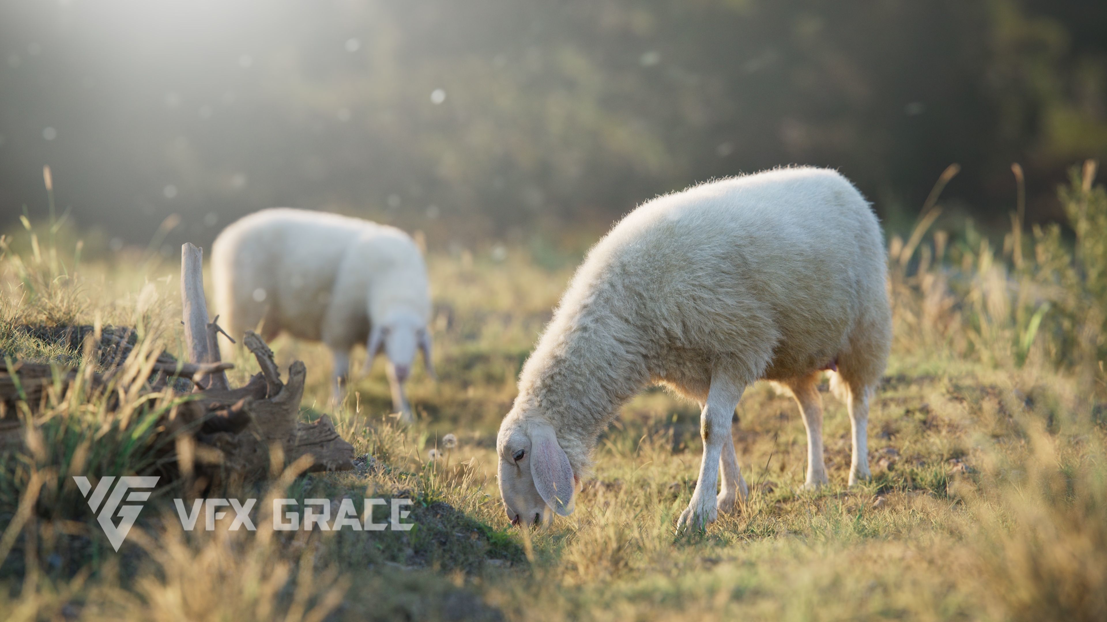 Assaf Sheep01 with 4 Animations VFX Grace 3D model_7