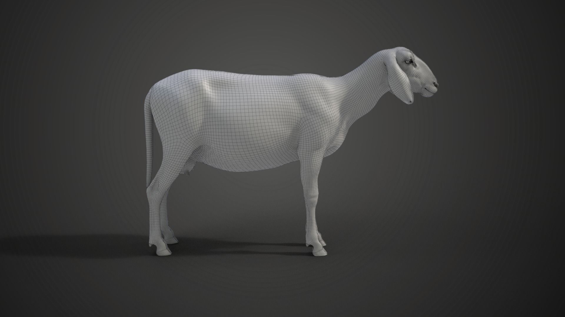 Assaf Sheep01 with 4 Animations VFX Grace 3D model_26