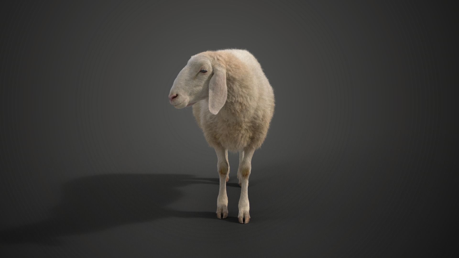 Assaf Sheep01 with 4 Animations VFX Grace 3D model_13