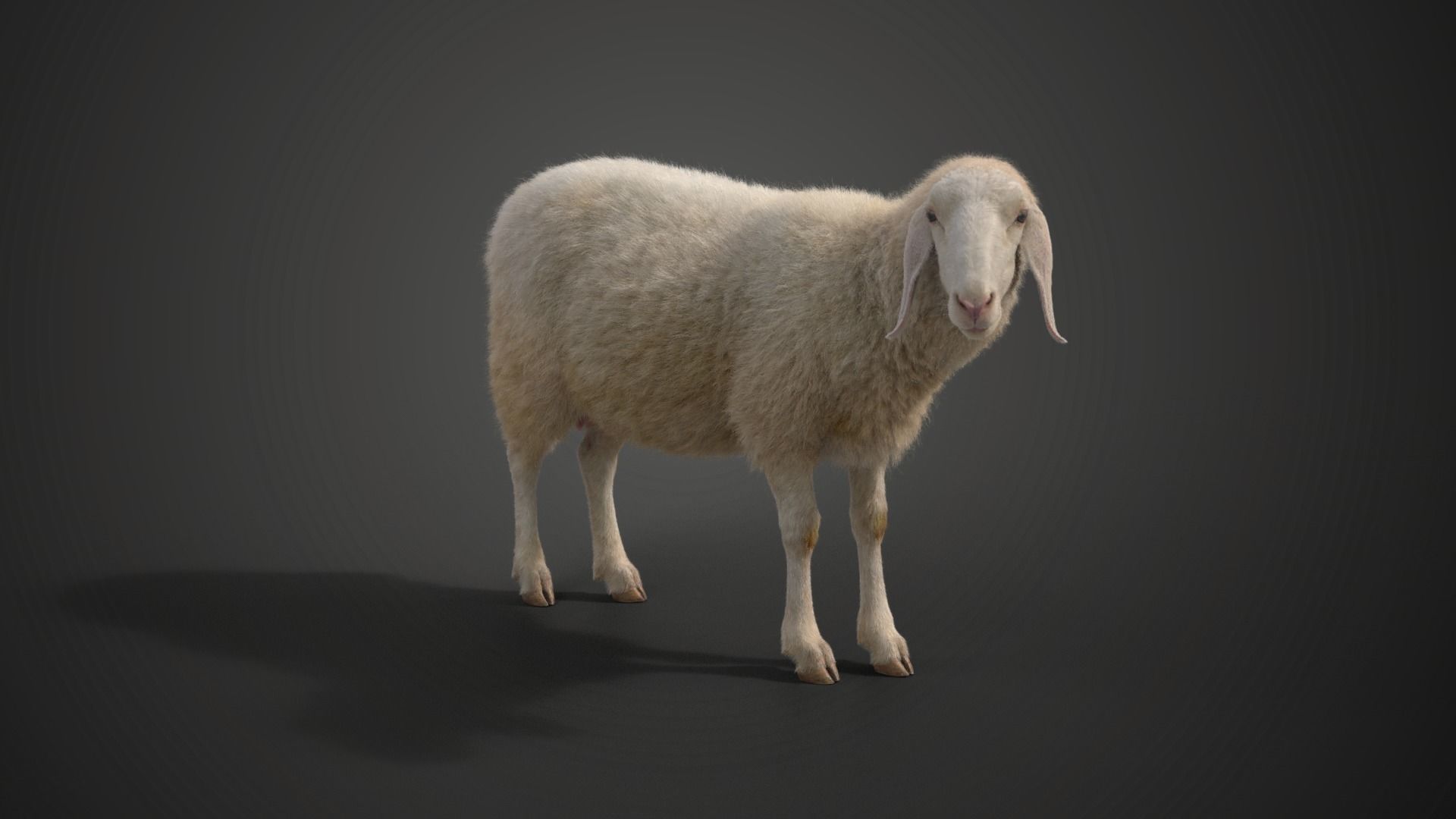 Assaf Sheep01 with 4 Animations VFX Grace 3D model_11