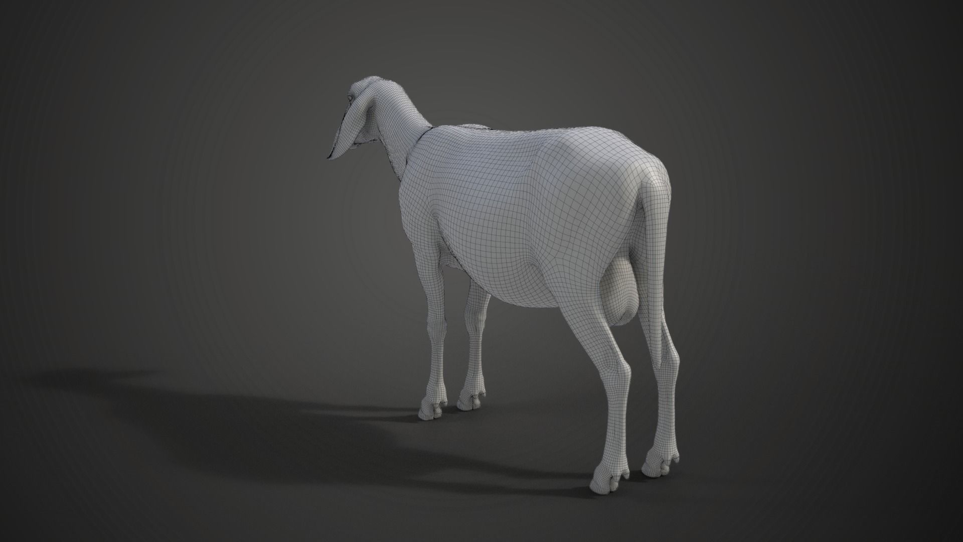 Assaf Sheep01 with 4 Animations VFX Grace 3D model_28