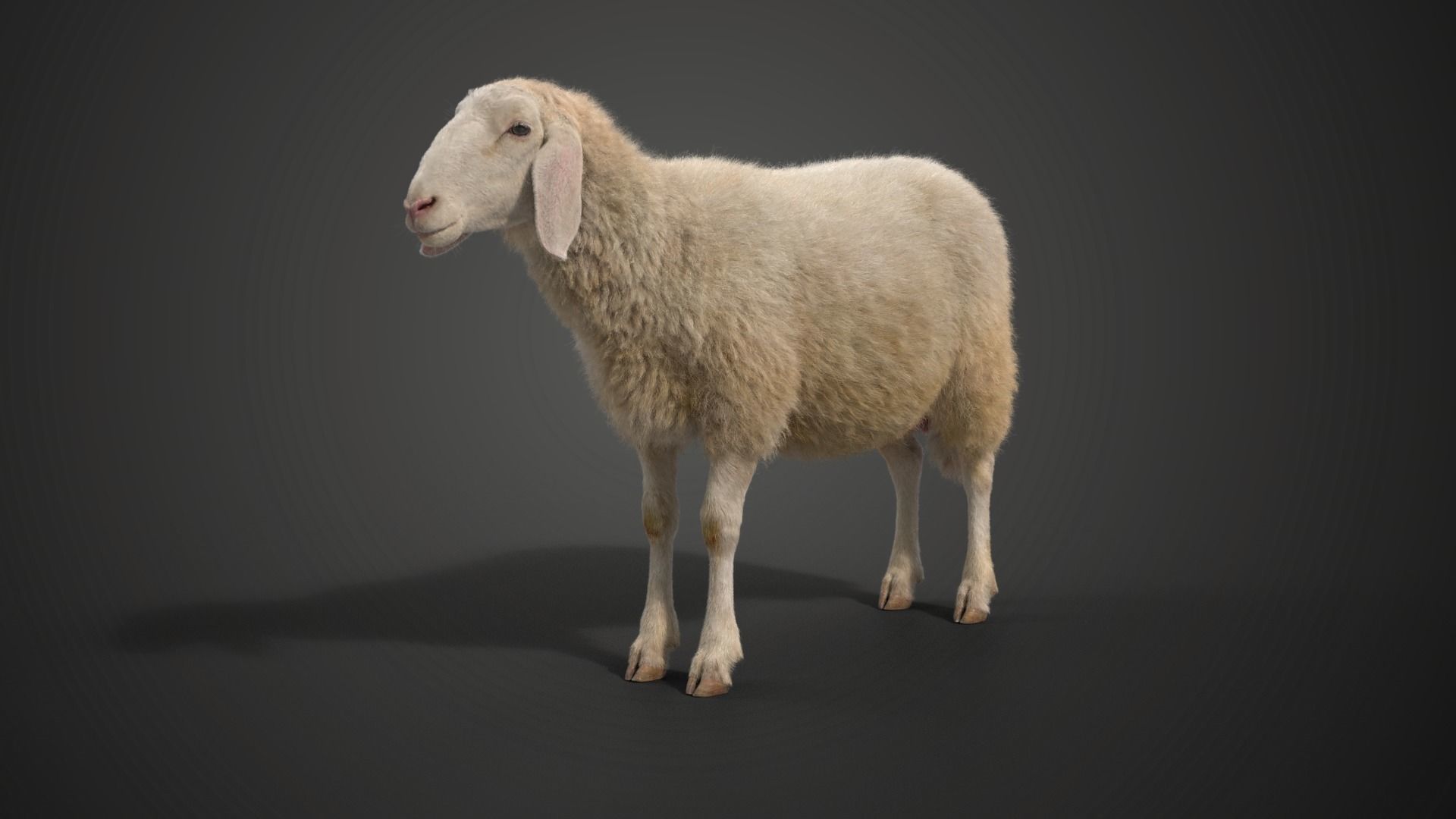 Assaf Sheep01 with 1 Animation  VFX Grace  3D model_4