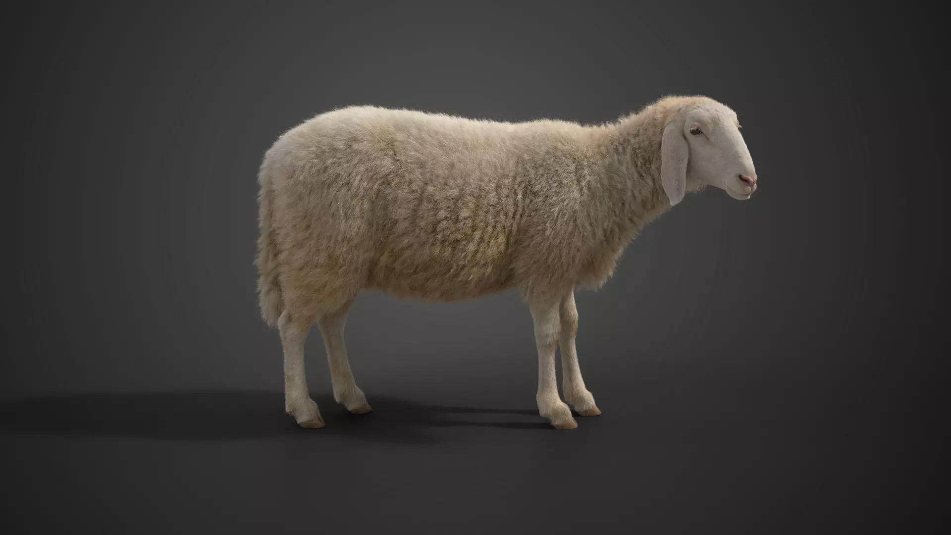 Assaf Sheep01 with 1 Animation  VFX Grace  3D model_0