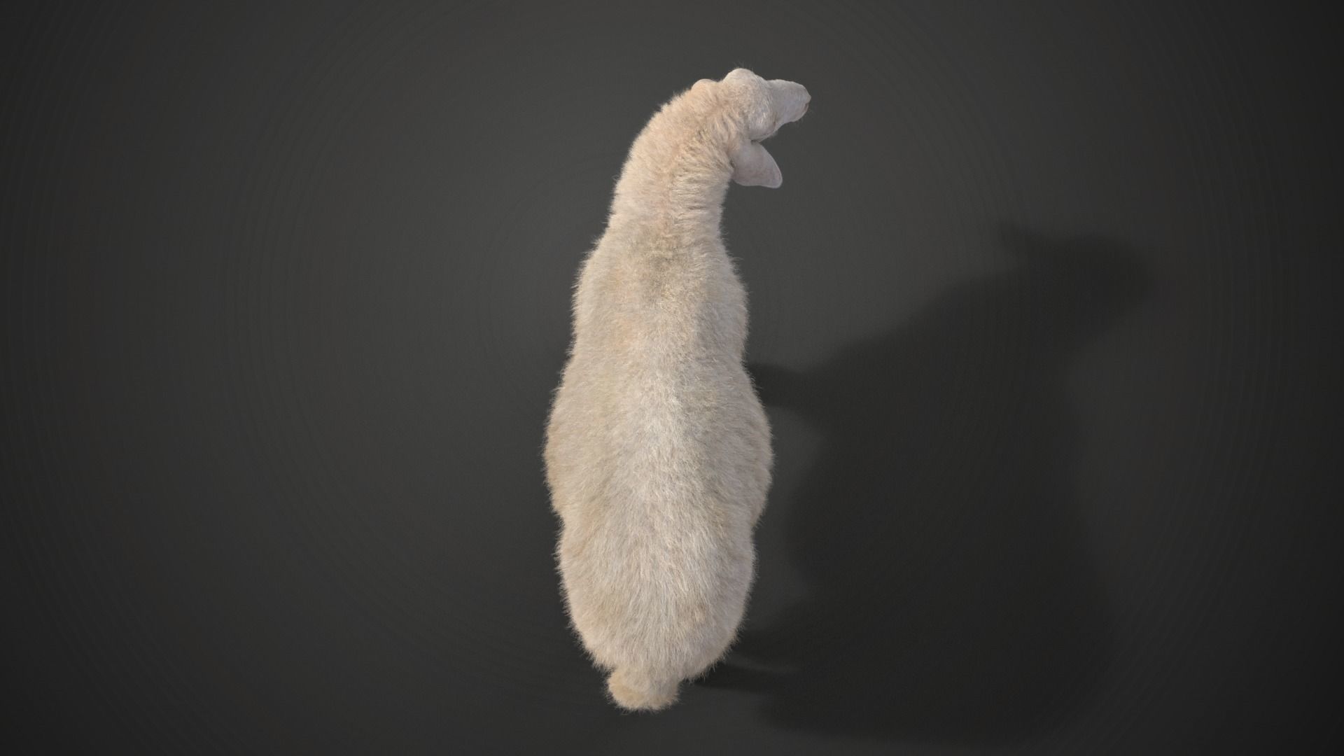 Assaf Sheep01 with 1 Animation  VFX Grace  3D model_7