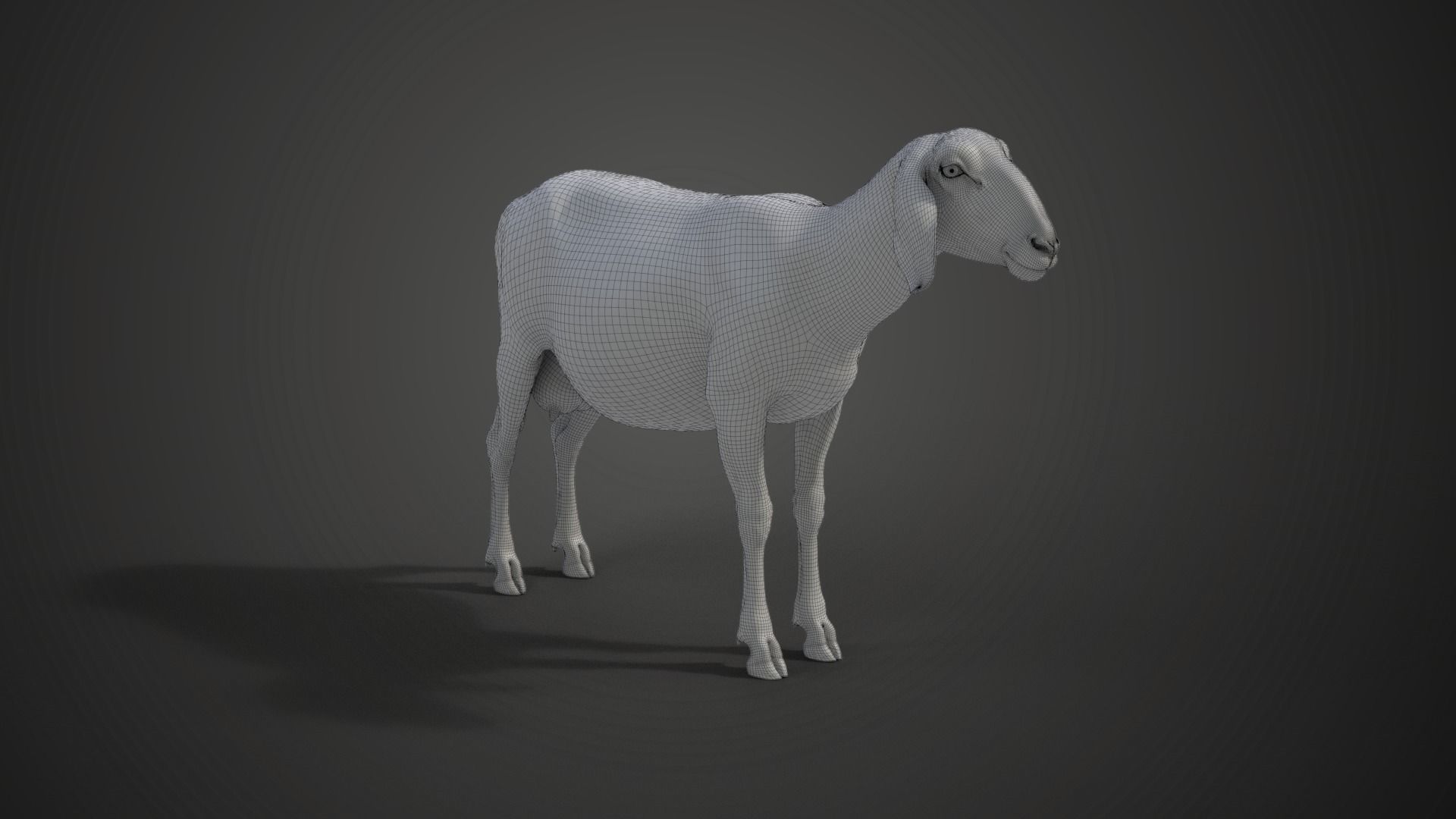 Assaf Sheep01 with 1 Animation  VFX Grace  3D model_12