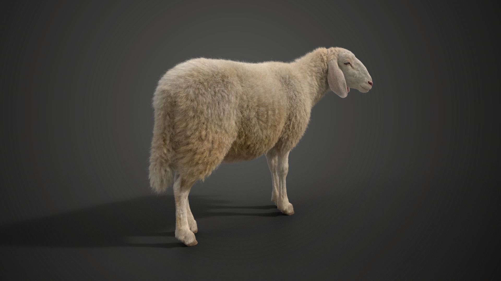 Assaf Sheep01 with 1 Animation  VFX Grace  3D model_3