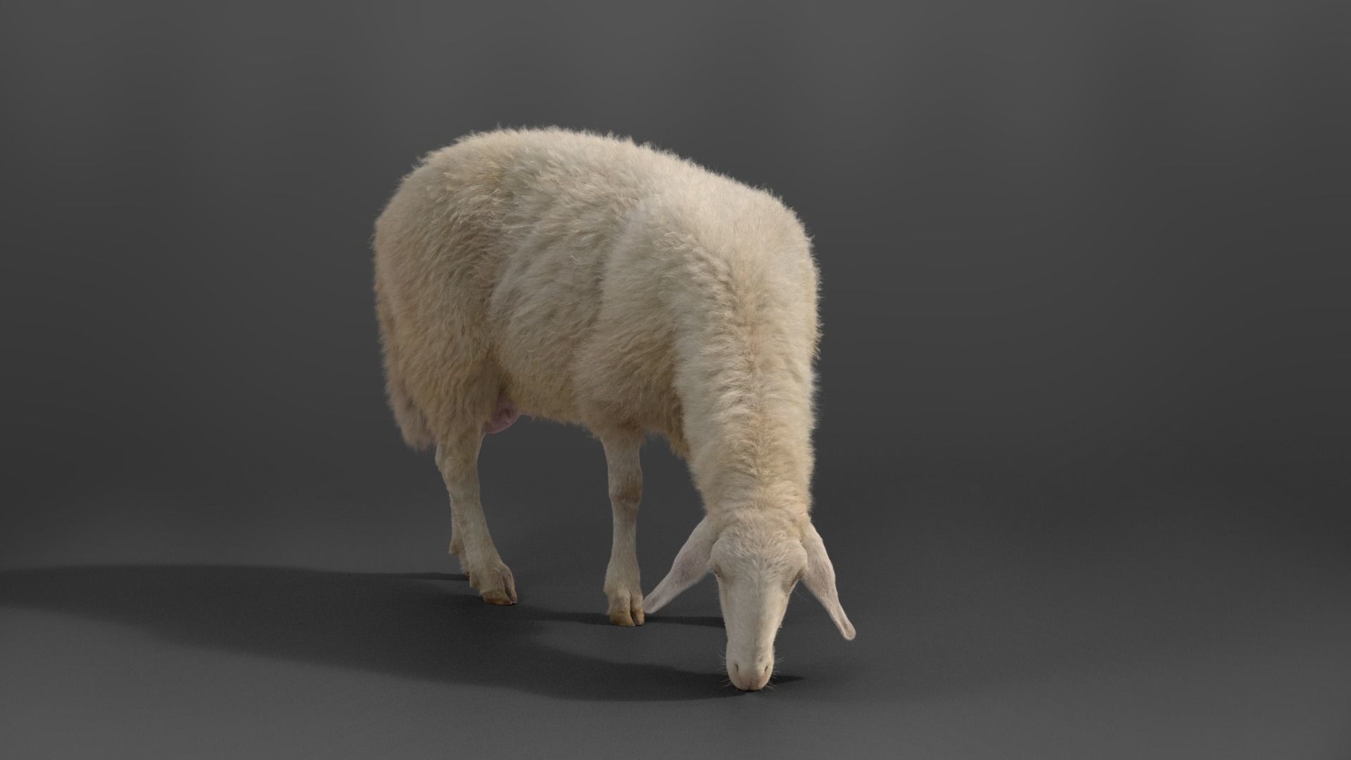 Adult Assaf Sheep02 With 4 Animations  VFX Grace 3D model_6