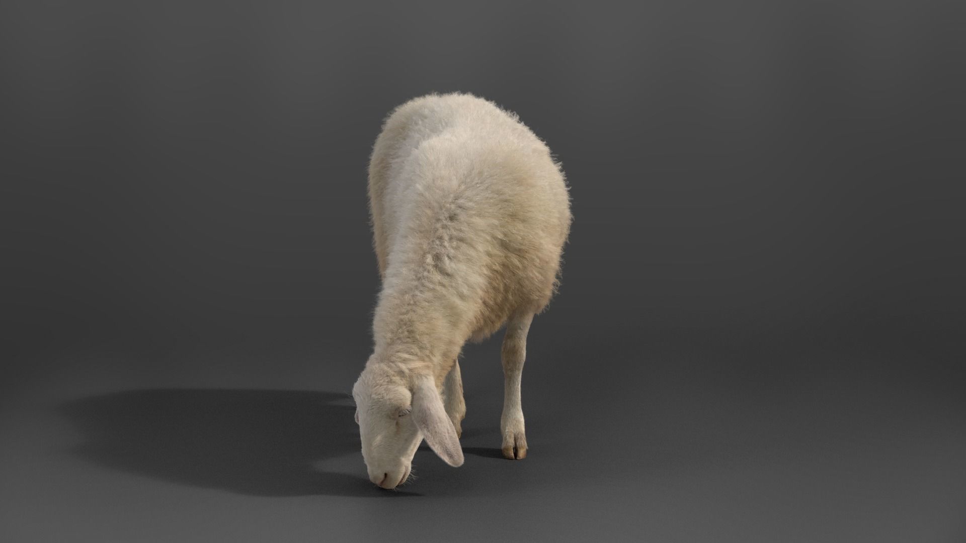 Adult Assaf Sheep02 With 4 Animations  VFX Grace 3D model_9