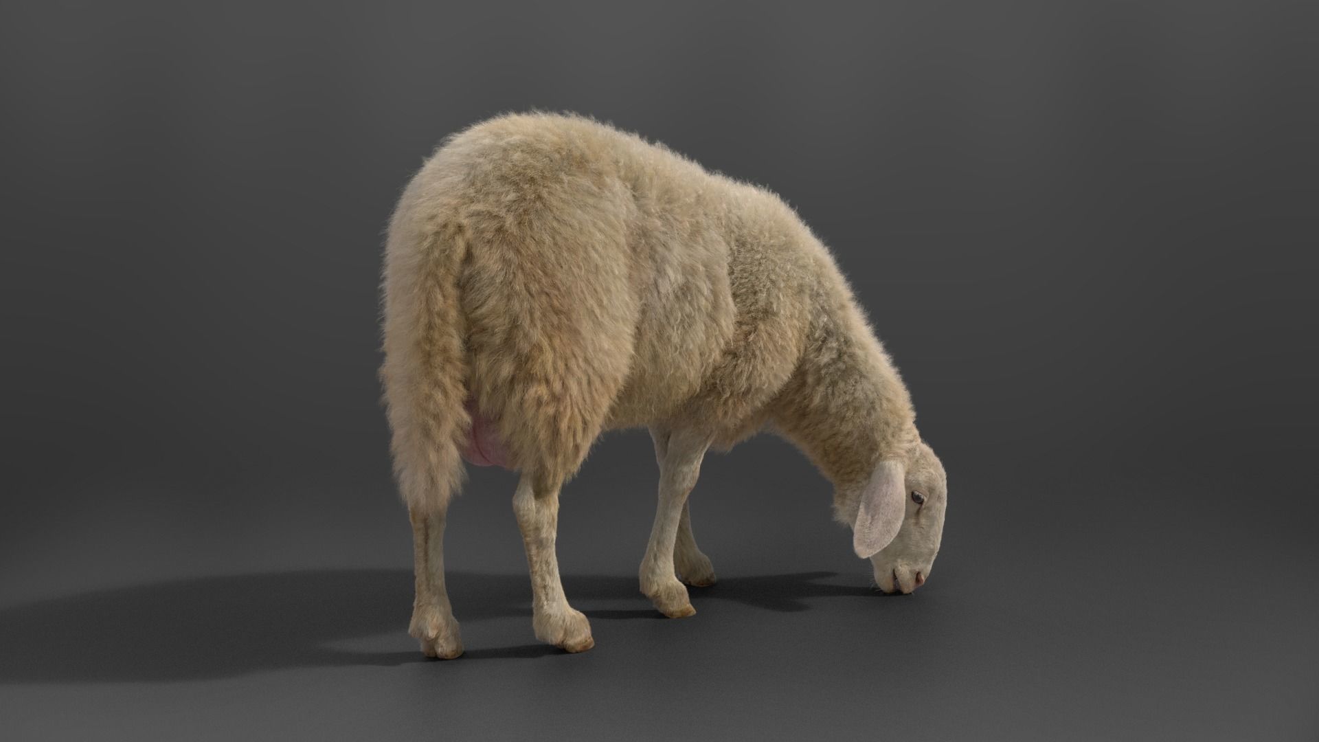 Adult Assaf Sheep02 With 4 Animations  VFX Grace 3D model_8
