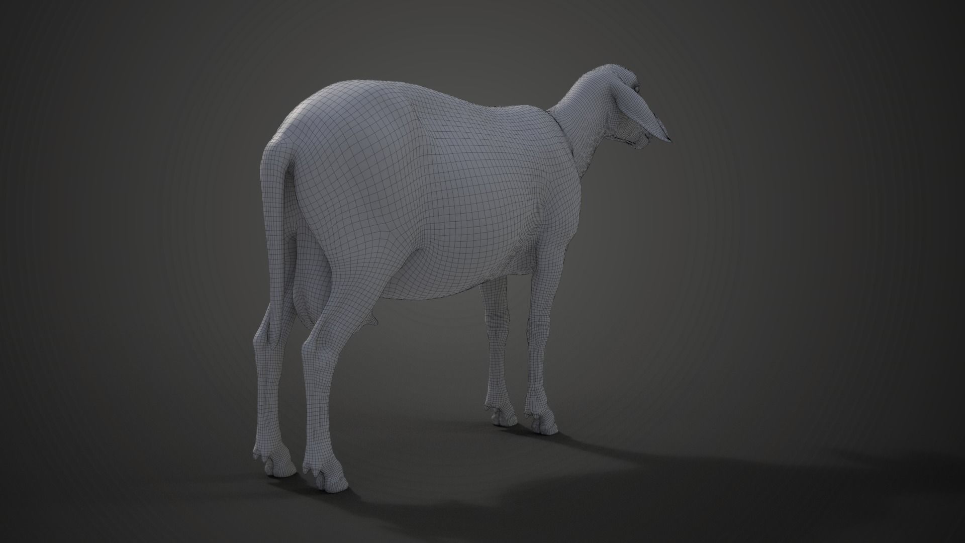 Adult Assaf Sheep02 With 4 Animations  VFX Grace 3D model_23