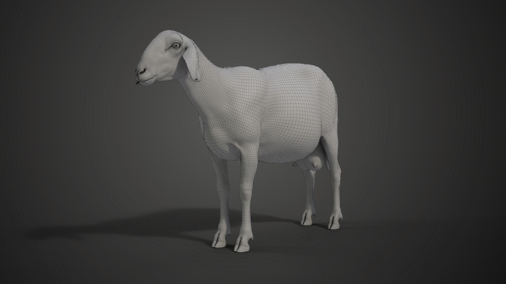 Assaf Sheep02 With 1 Animation  VFX Grace  3D model_20