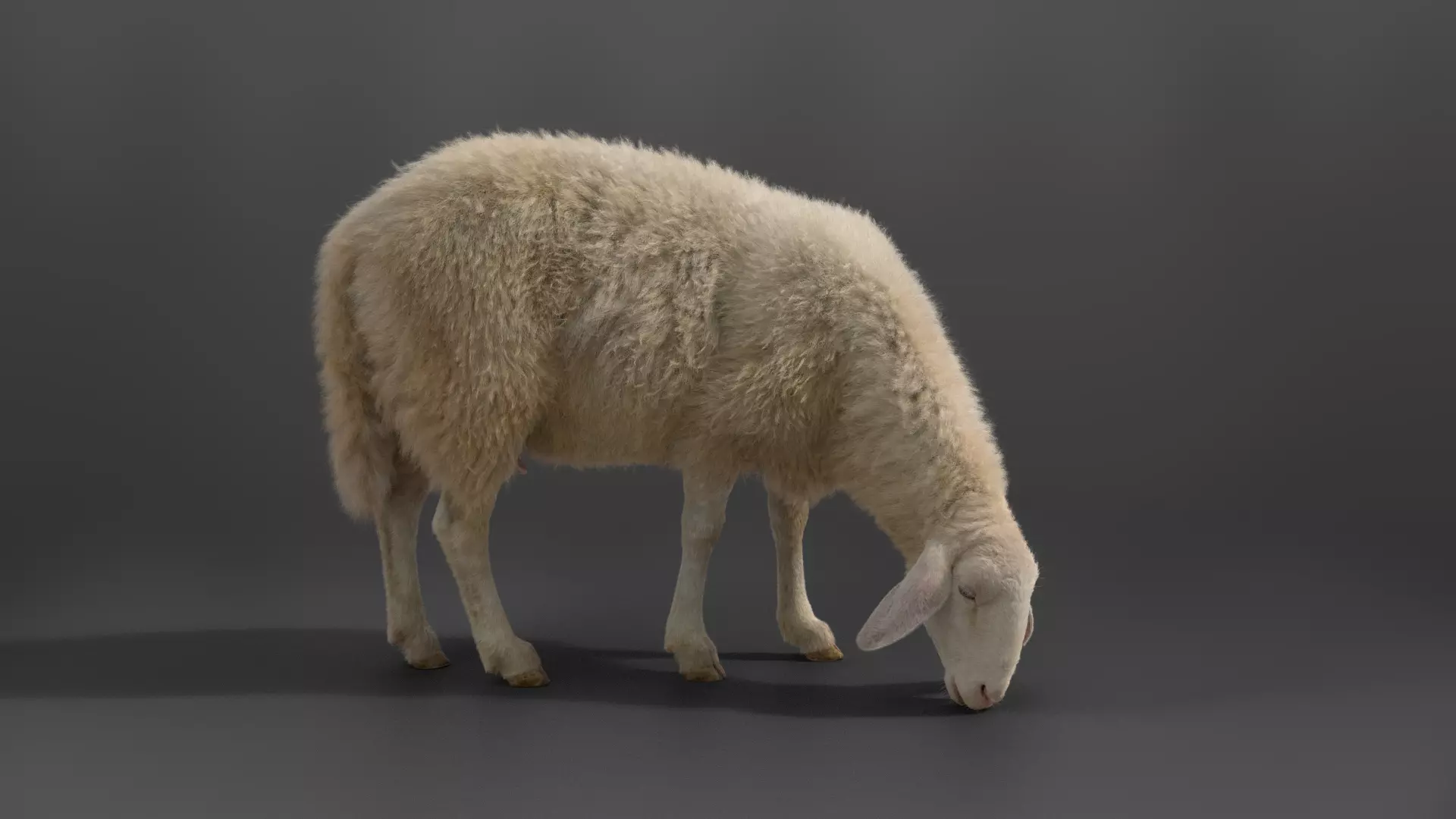 Assaf Sheep02 With 1 Animation  VFX Grace  3D model_0