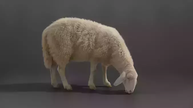 Assaf Sheep02 With 1 Animation  VFX Grace  3D model