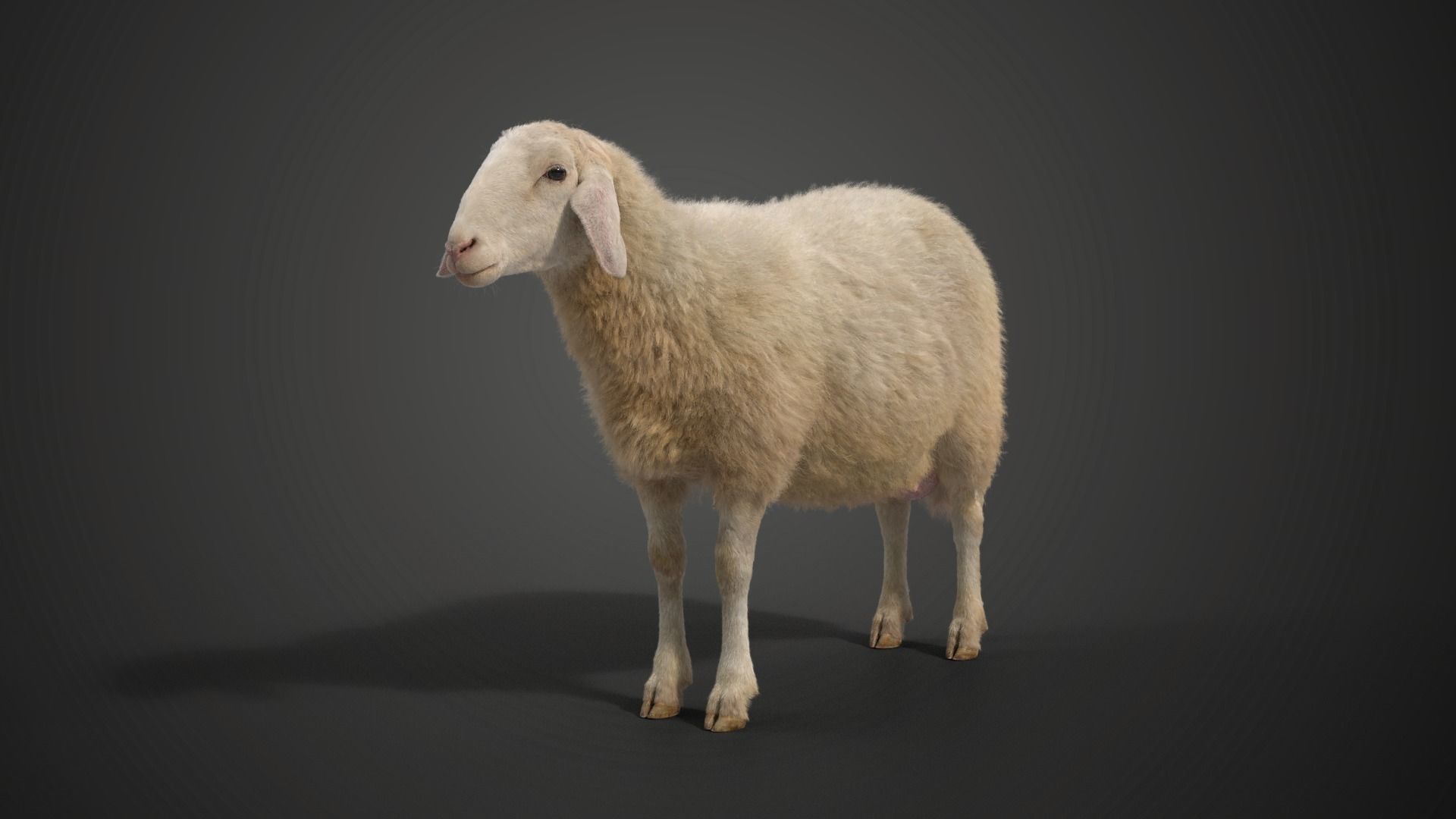 Assaf Sheep02 With 1 Animation  VFX Grace  3D model_5