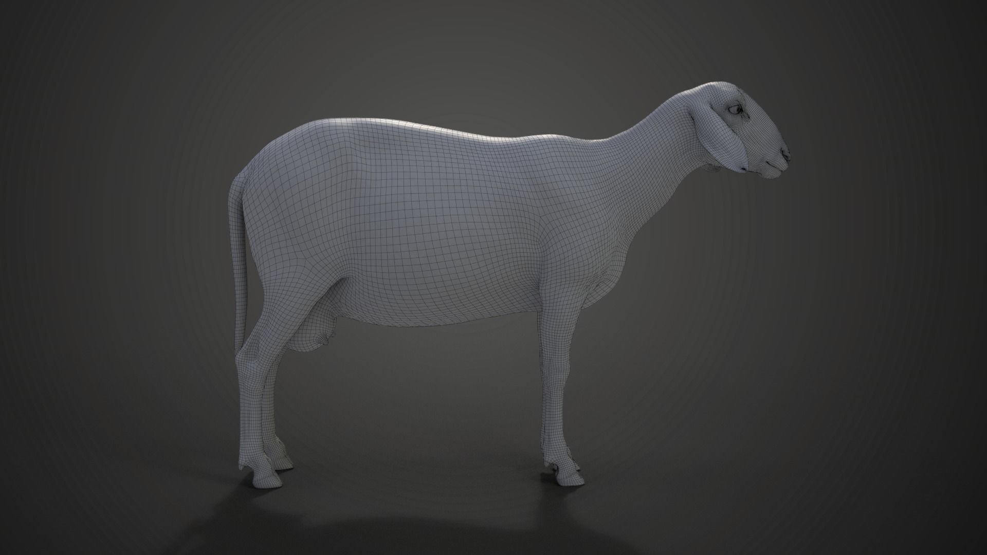 Assaf Sheep02 With 1 Animation  VFX Grace  3D model_18