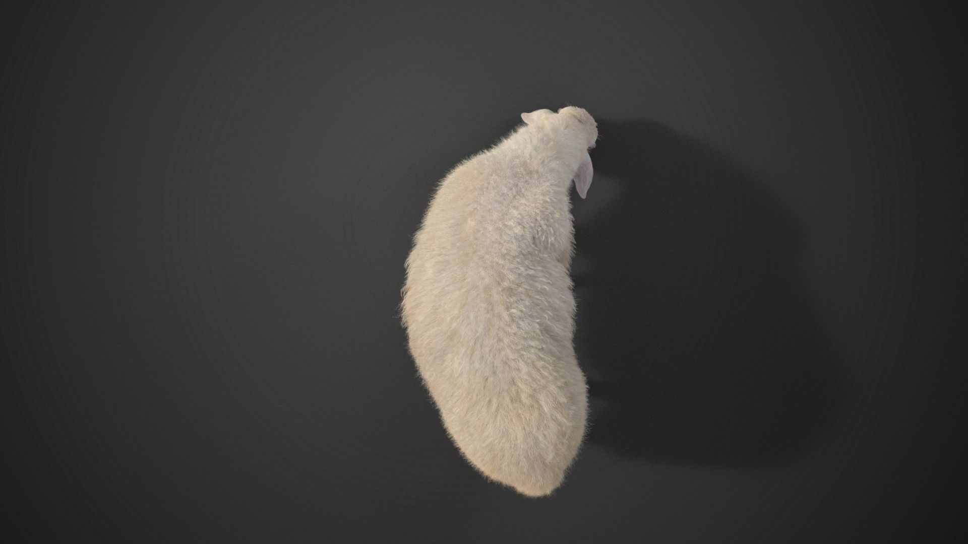 Assaf Sheep02 With 1 Animation  VFX Grace  3D model_6